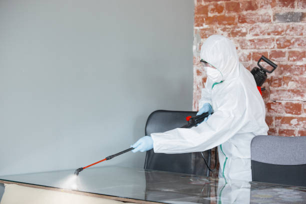 Best Black Mold Removal  in South St Paul, MN